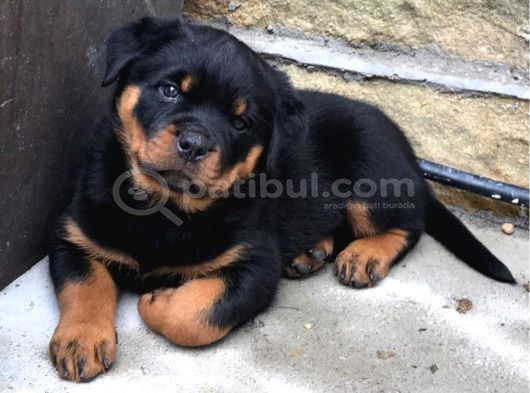 Hayali̇ni̇zdeki̇ Rottweiler Yavrusu Si̇zi̇ Bekli̇yor