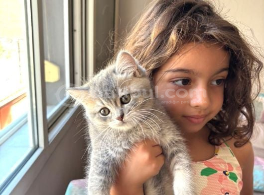 Muhteşem Ay11 Blue Golden Shorthair görsel