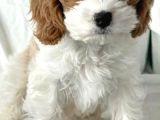 Cavapoo Yavrularımız