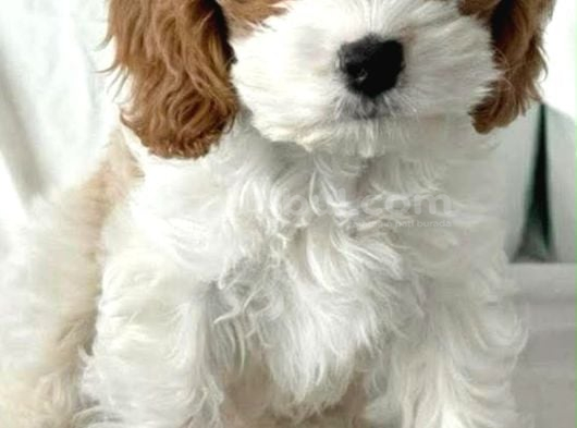 Cavapoo Yavrularımız görsel