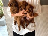 Sağlık Testi Altında Teslim Gerçek Poodle Bebekler