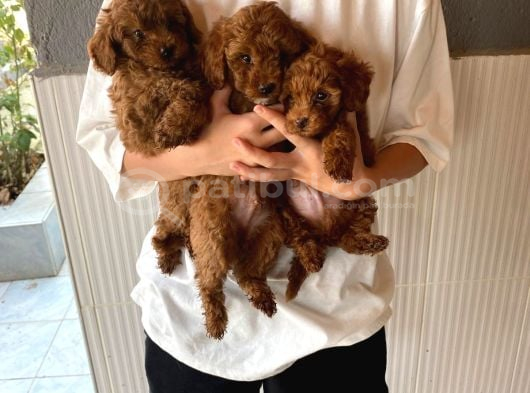 Sağlık Testi Altında Teslim Gerçek Poodle Bebekler görsel