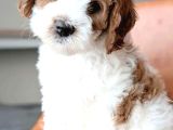 Cavapoo Yavrularımız