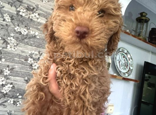 3.5 Aylık Toy Poddle Yavru görsel