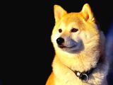 Shiba inu 5 Aylik