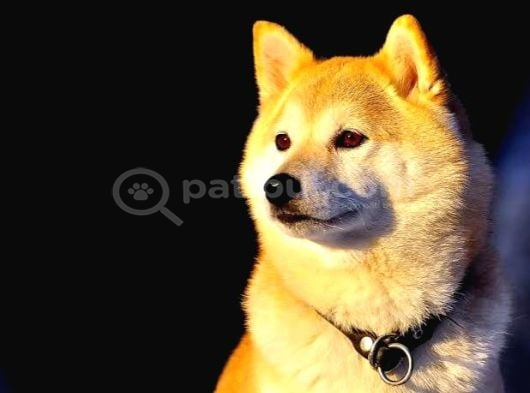Shiba Inu 5 Aylik