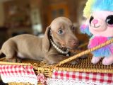 Dachshund Yavrularımız