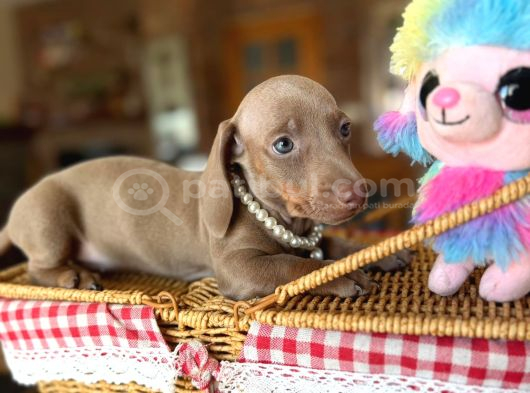 Dachshund Yavrularımız görsel