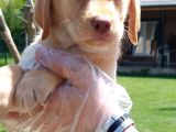 Labrador Retriever Yavrulari Istanbul