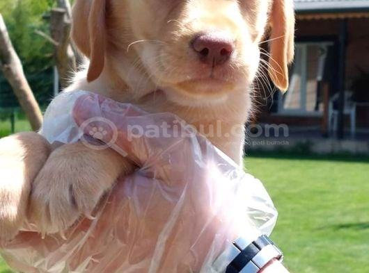 Labrador Retriever Yavrulari Istanbul görsel