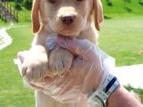 Labrador Retriever Yavrulari Istanbul