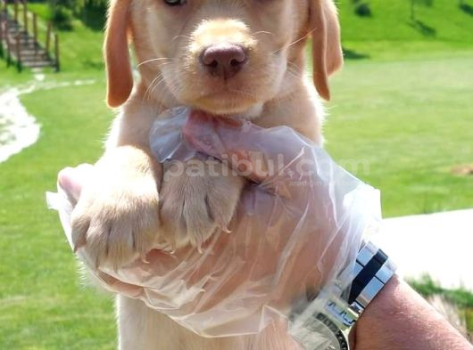 Labrador Retriever Yavrulari Istanbul görsel
