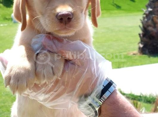 Labrador Retriever Yavrulari Istanbul görsel