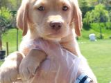 LABRADOR RETRIEVER YAVRULARI ISTANBUL