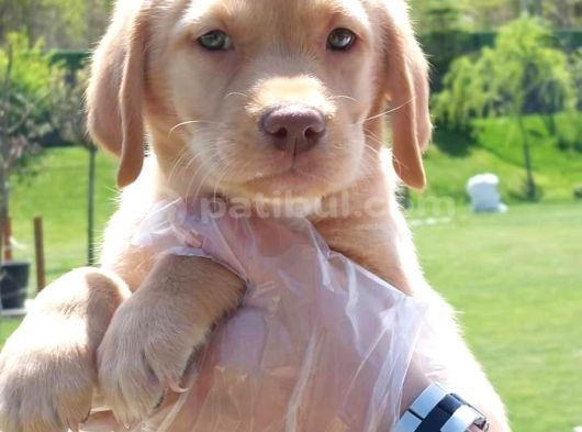 Labrador Retriever Yavrulari Istanbul