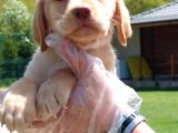 Labrador Retriever Yavrulari Istanbul
