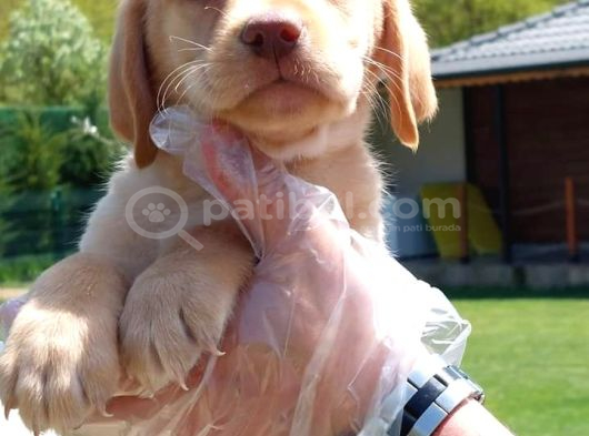 Labrador Retriever Yavrulari Istanbul görsel