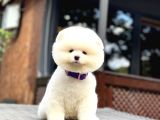 Sağlık Garantili Pomeranian Boo