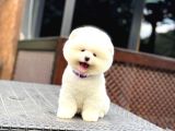 Sağlık Garantili Pomeranian Boo