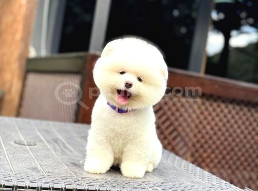 Sağlık Garantili Pomeranian Boo