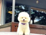 Sağlık Garantili Pomeranian Boo