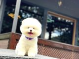 Sağlık Garantili Pomeranian Boo