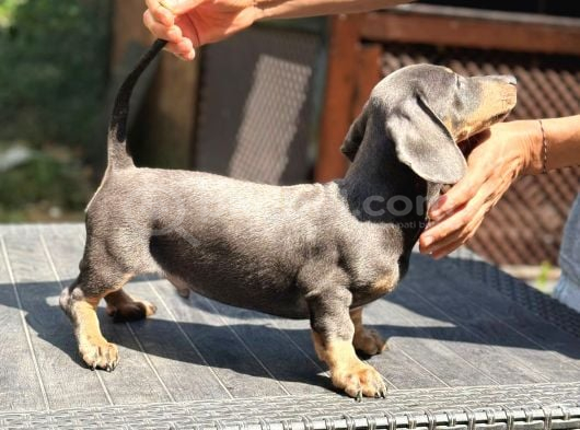 4 Aylık Erkek Dakhund Yavru görsel