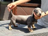 4 Aylık Erkek Dakhund Yavru