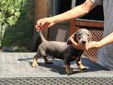 4 Aylık Erkek Dakhund Yavru