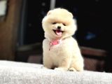 A Kalite Pomeranian Boo Yavrular