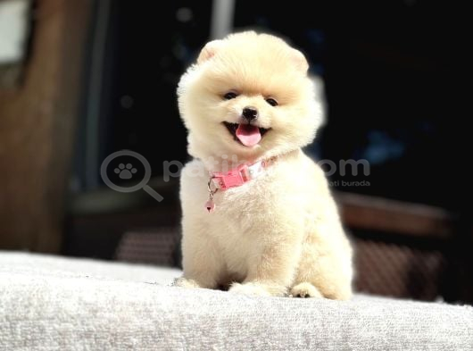 A Kalite Pomeranian Boo Yavrular görsel