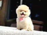 A Kalite Pomeranian Boo Yavrular