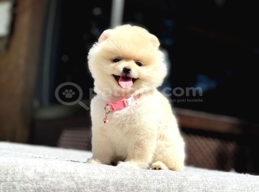 A Kalite Pomeranian Boo Yavrular görsel