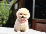 A Kalite Pomeranian Boo Yavrular