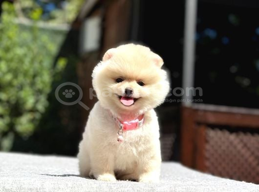 A Kalite Pomeranian Boo Yavrular görsel