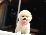 A Kalite Pomeranian Boo Yavrular