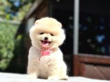 A Kalite Pomeranian Boo Yavrular