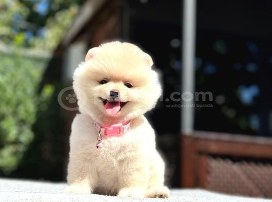 A Kalite Pomeranian Boo Yavrular