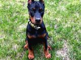 2 Aylık Doberman Yavrularım Yeni Yuvasını Arıyor