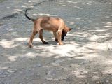 Belçika Malinois Köpeği