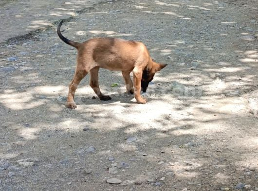 Belçika Malinois Köpeği görsel