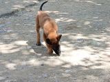 Belçika Malinois Köpeği