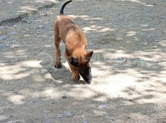 Belçika Malinois Köpeği görsel