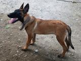 Belçika Malinois Köpeği