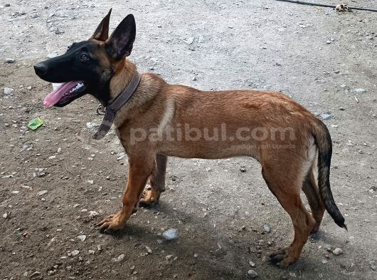 Belçika Malinois Köpeği görsel