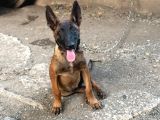 Belçika Malinois Köpeği