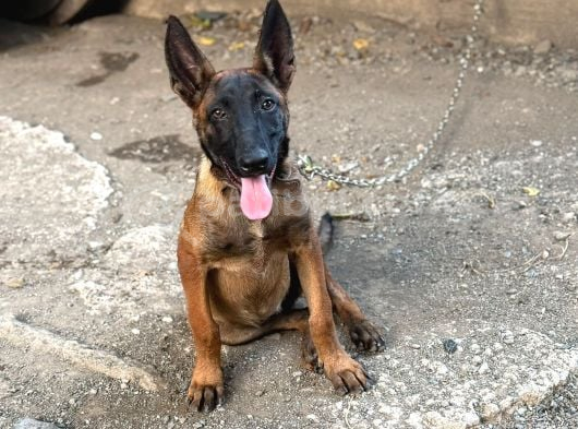 Belçika Malinois Köpeği görsel