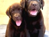 Labrador Retriever Yavrulari Istanbul