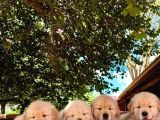 Golden Retriever Yavruları Istanbul