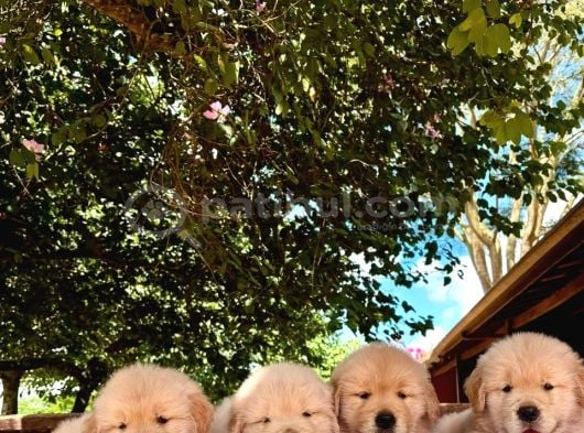 Golden Retriever Yavruları Istanbul görsel